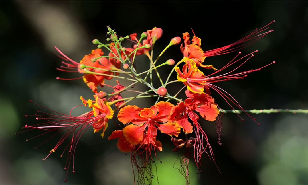 西宁花帮主百科词条创建案例