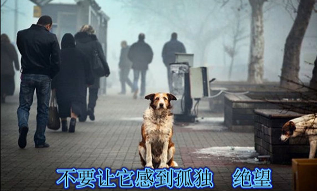 西宁爱影圈微博微信转发案例